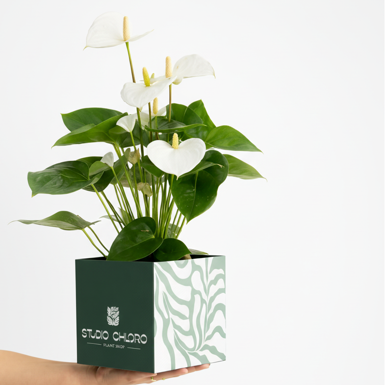 Anthurium White