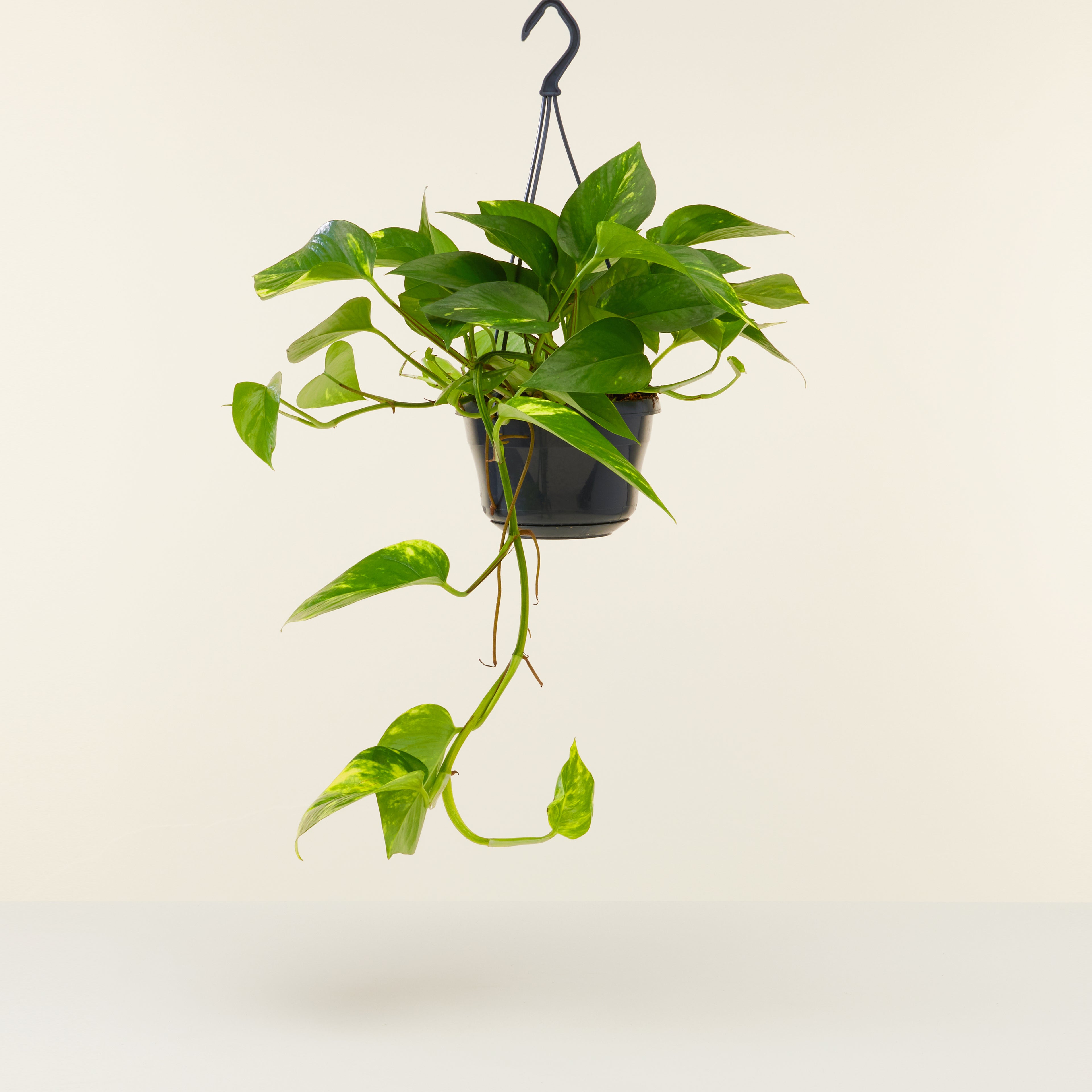 Money Plant