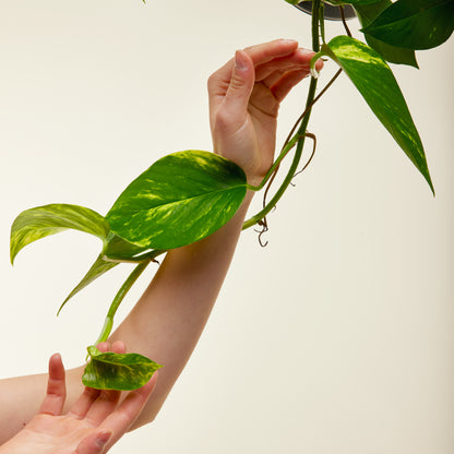 Money Plant