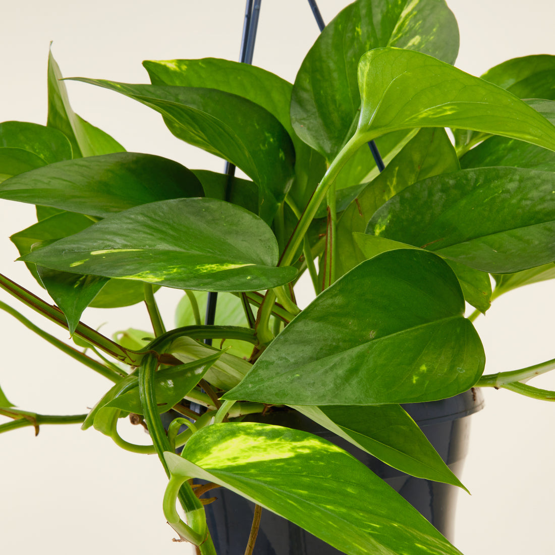 Money Plant