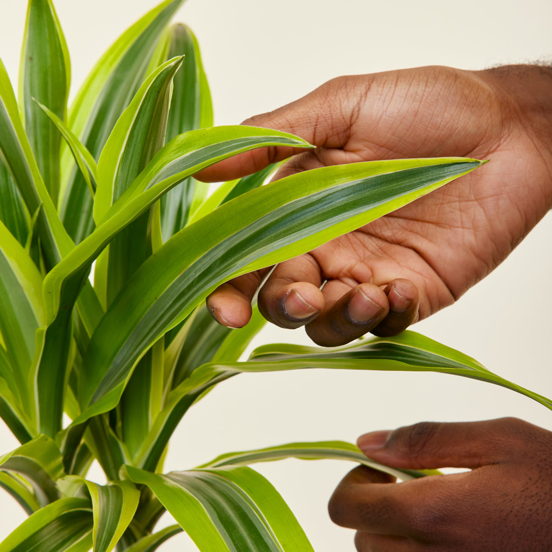 Dracaena Lemon Lime