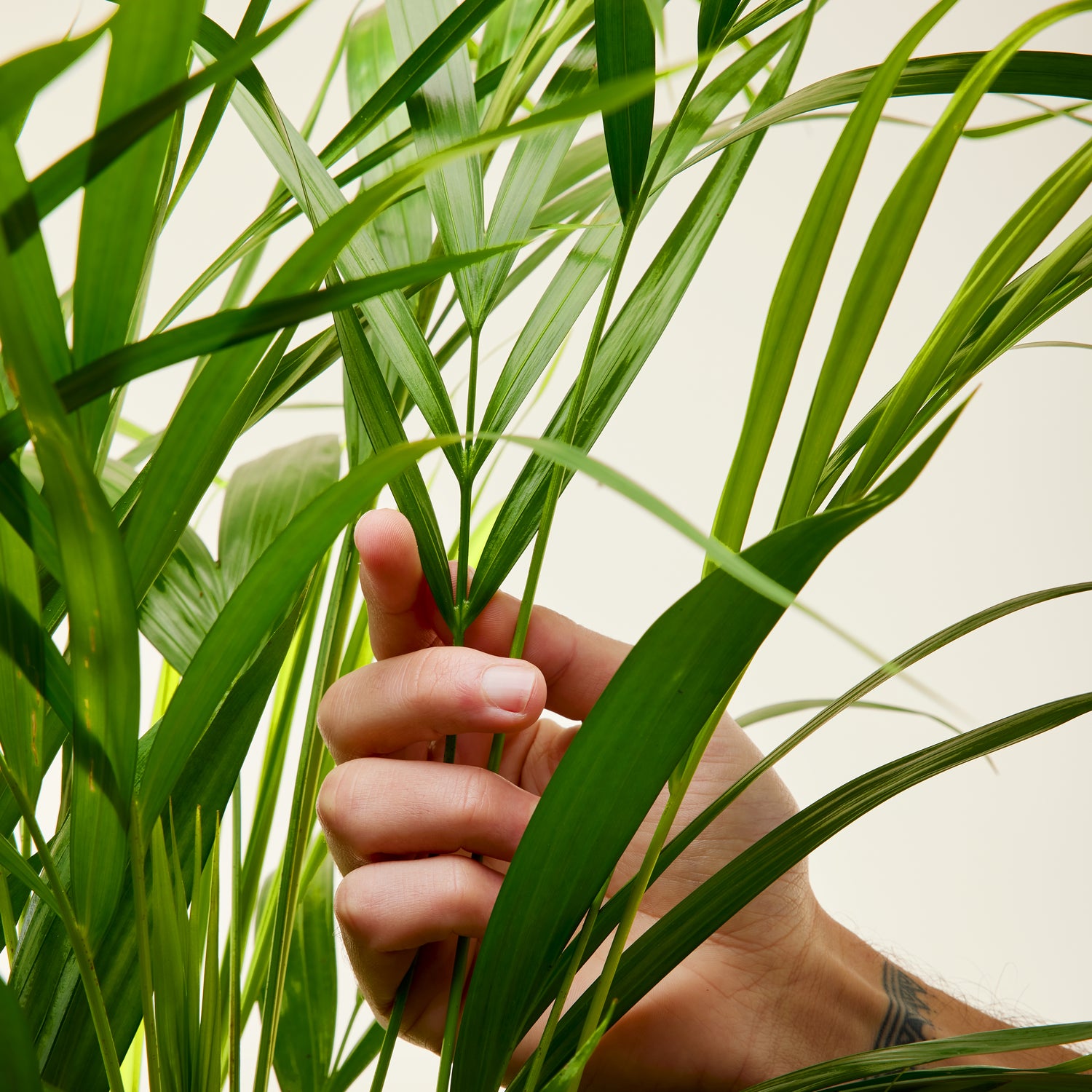Areca Palm