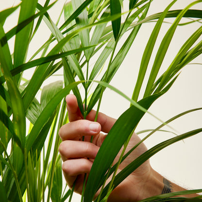 Areca Palm