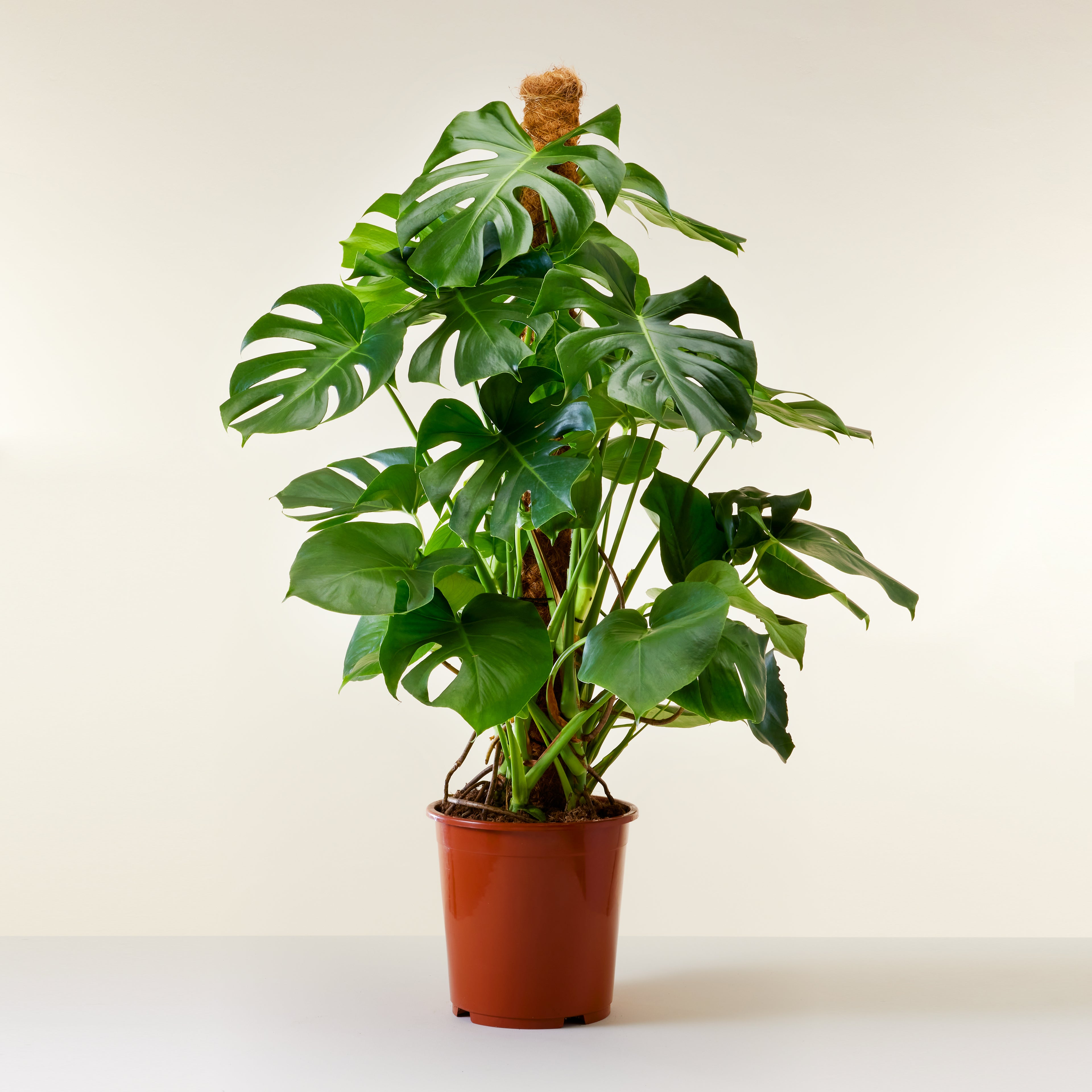 Swiss Cheese Plant