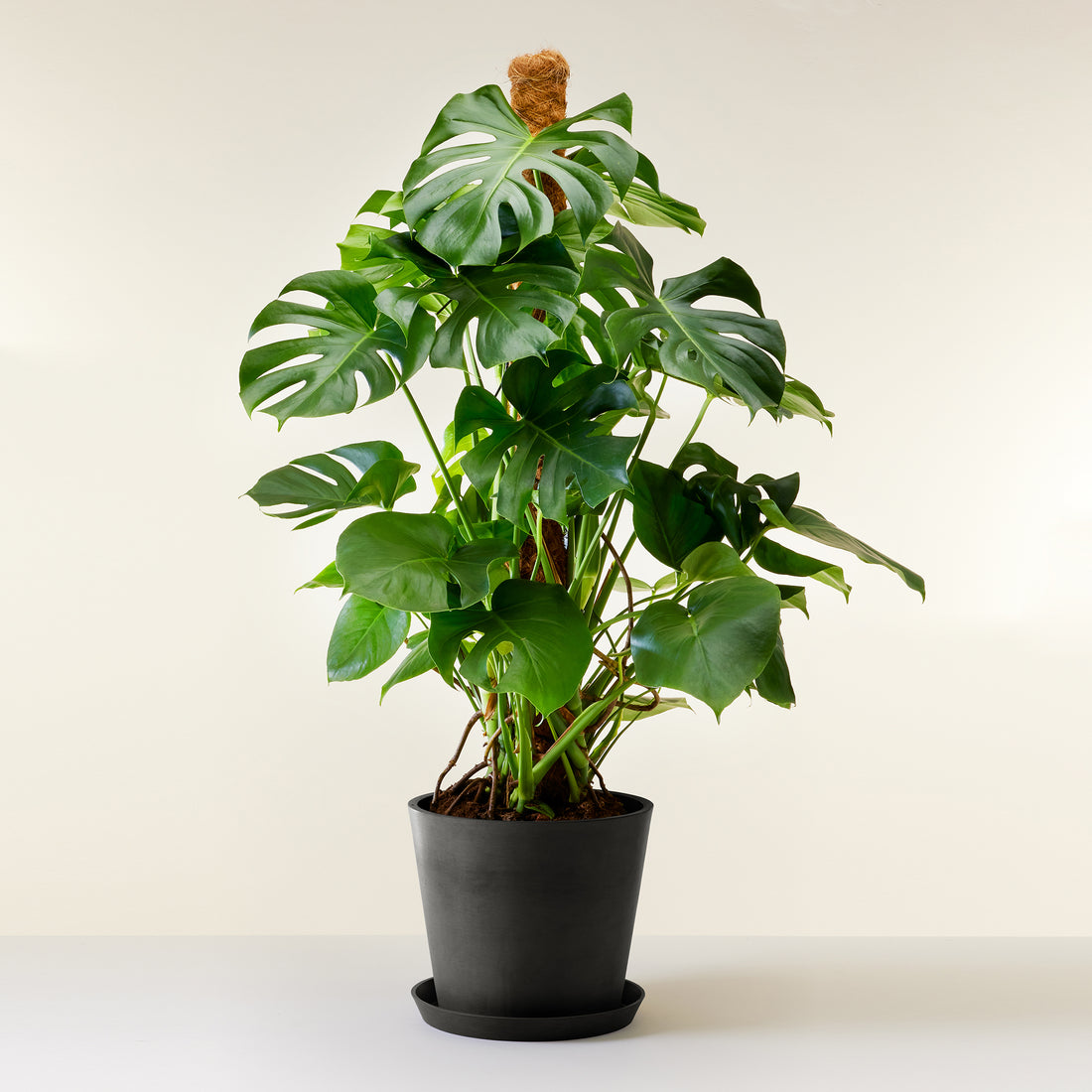 Swiss Cheese Plant