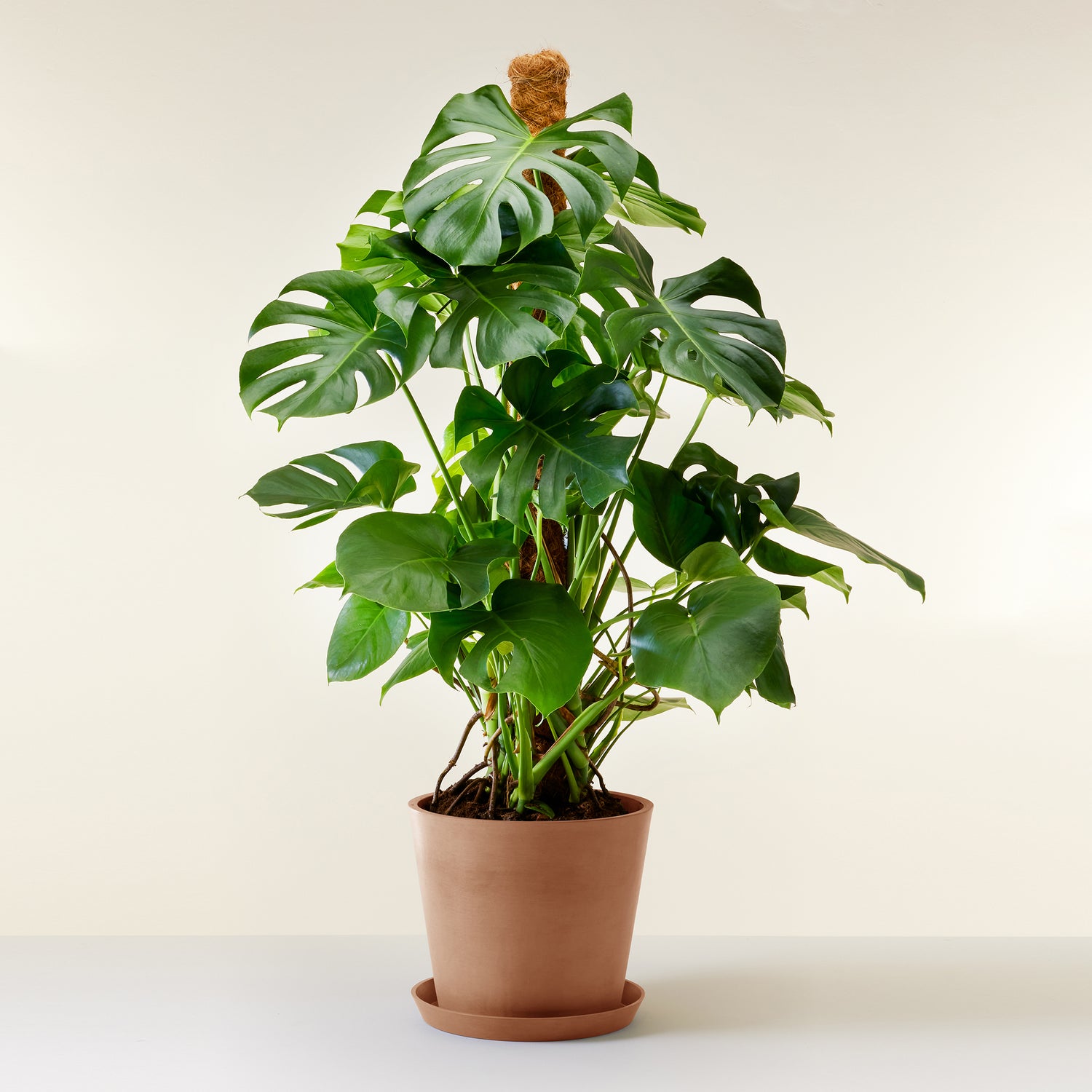 Swiss Cheese Plant