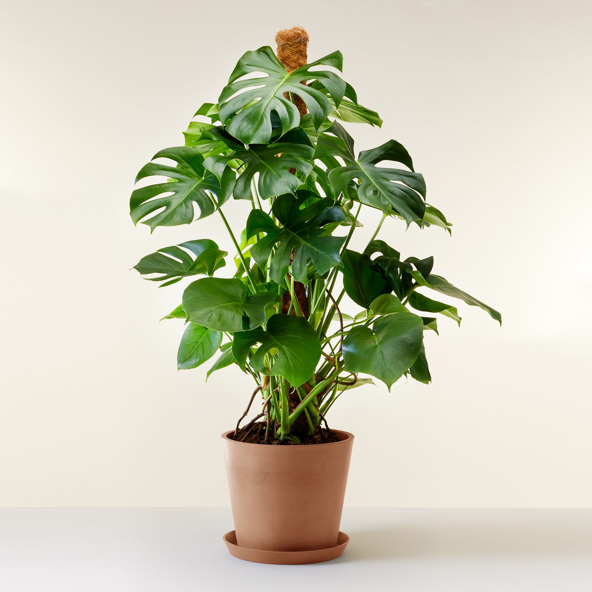 Swiss Cheese Plant