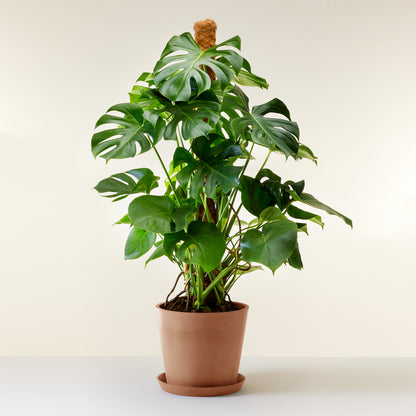 Swiss Cheese Plant