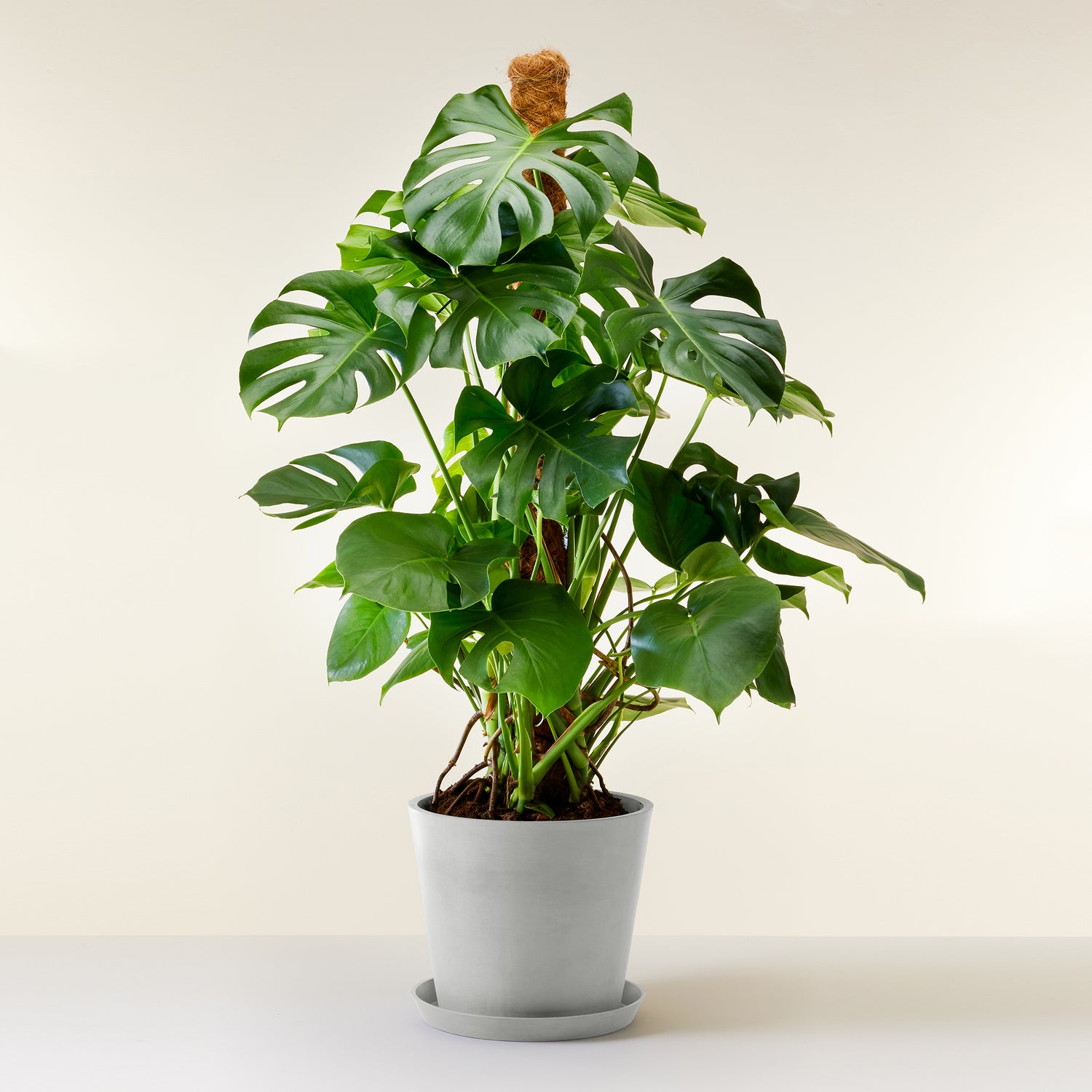 Swiss Cheese Plant