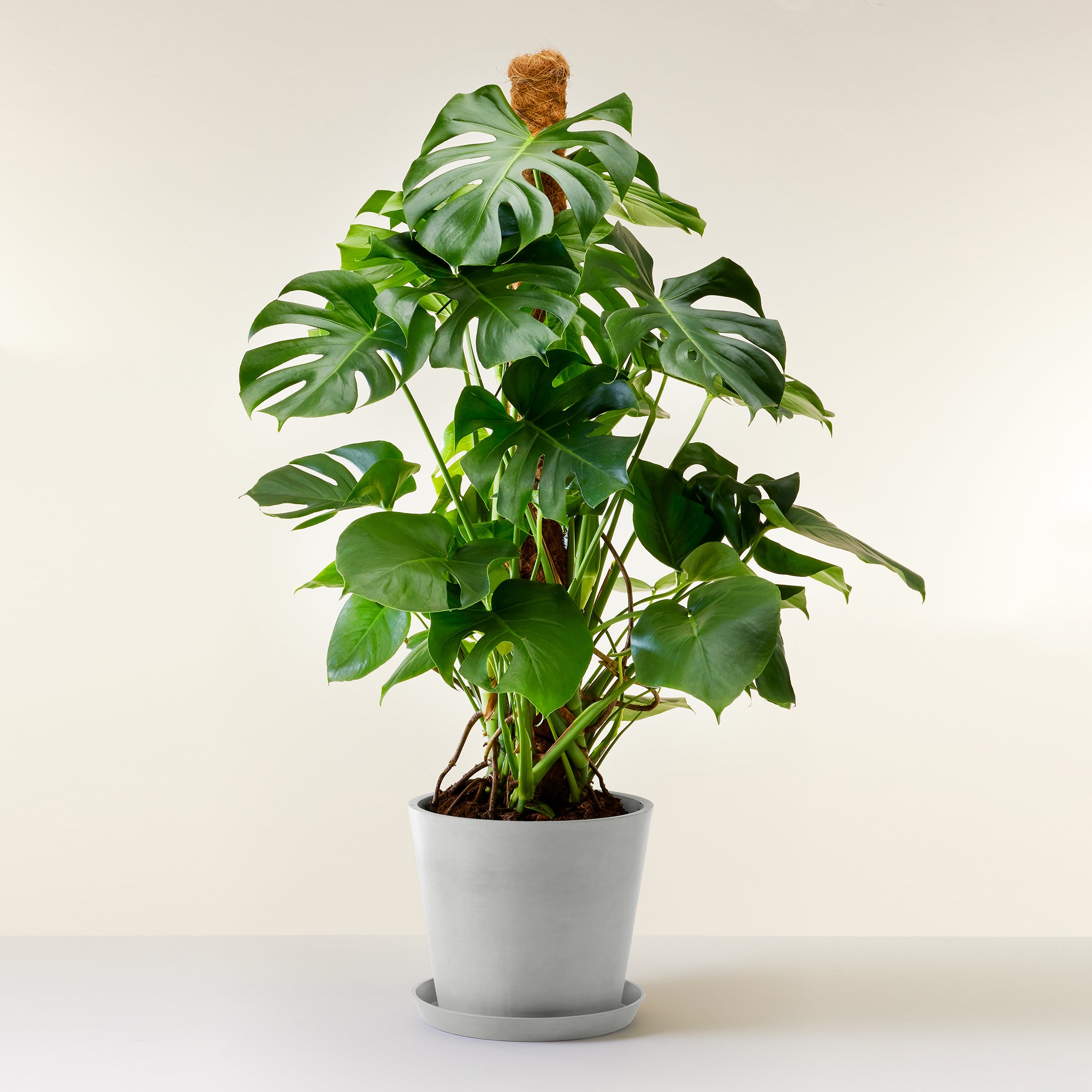Swiss Cheese Plant
