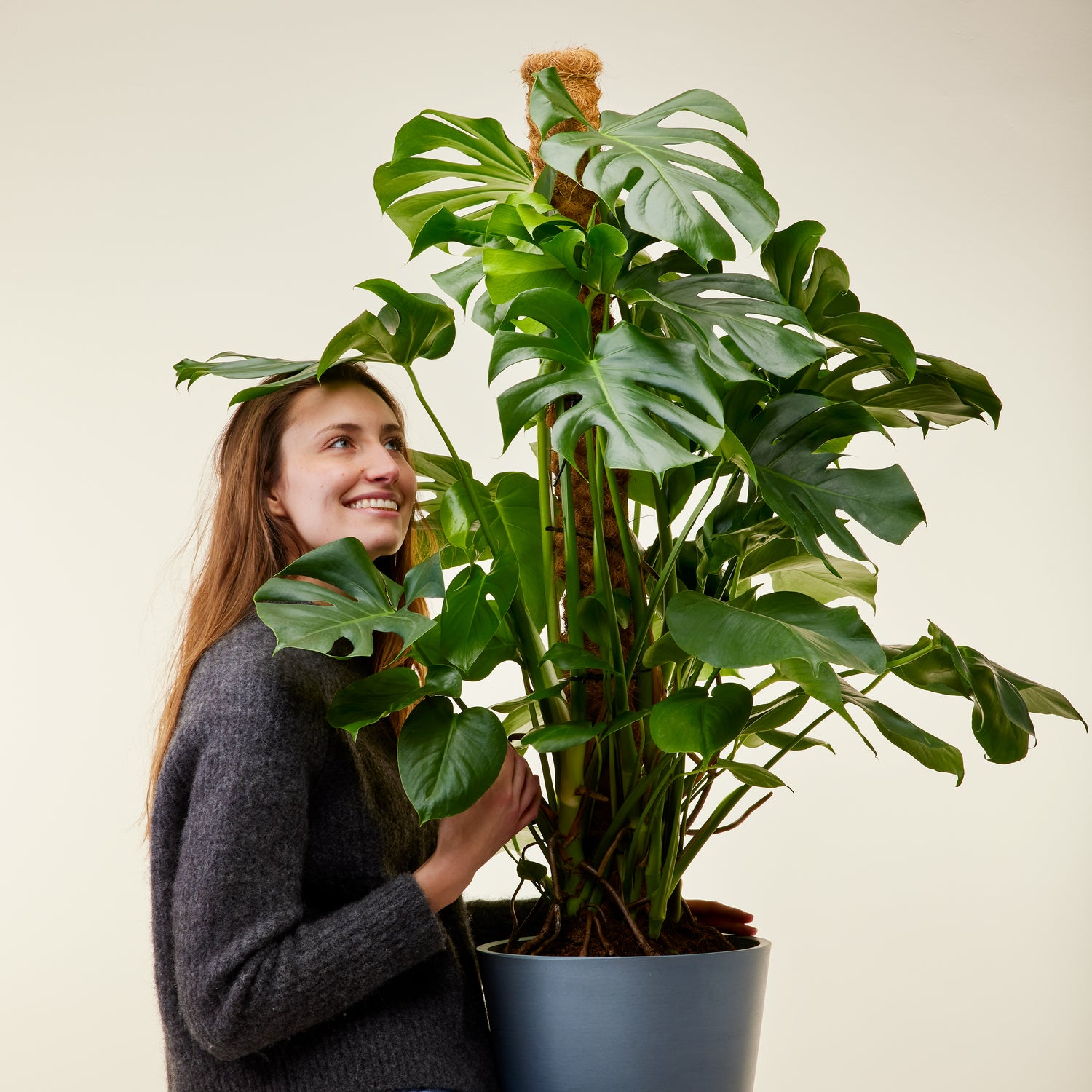 Swiss Cheese Plant