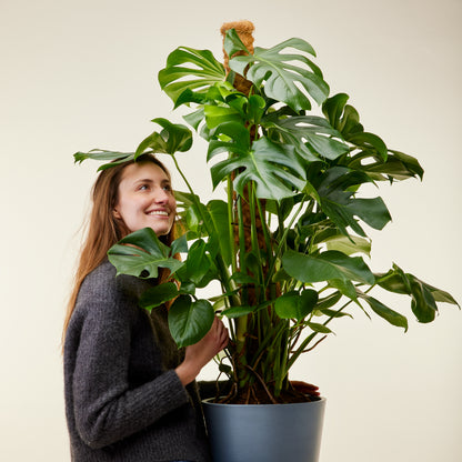 Swiss Cheese Plant