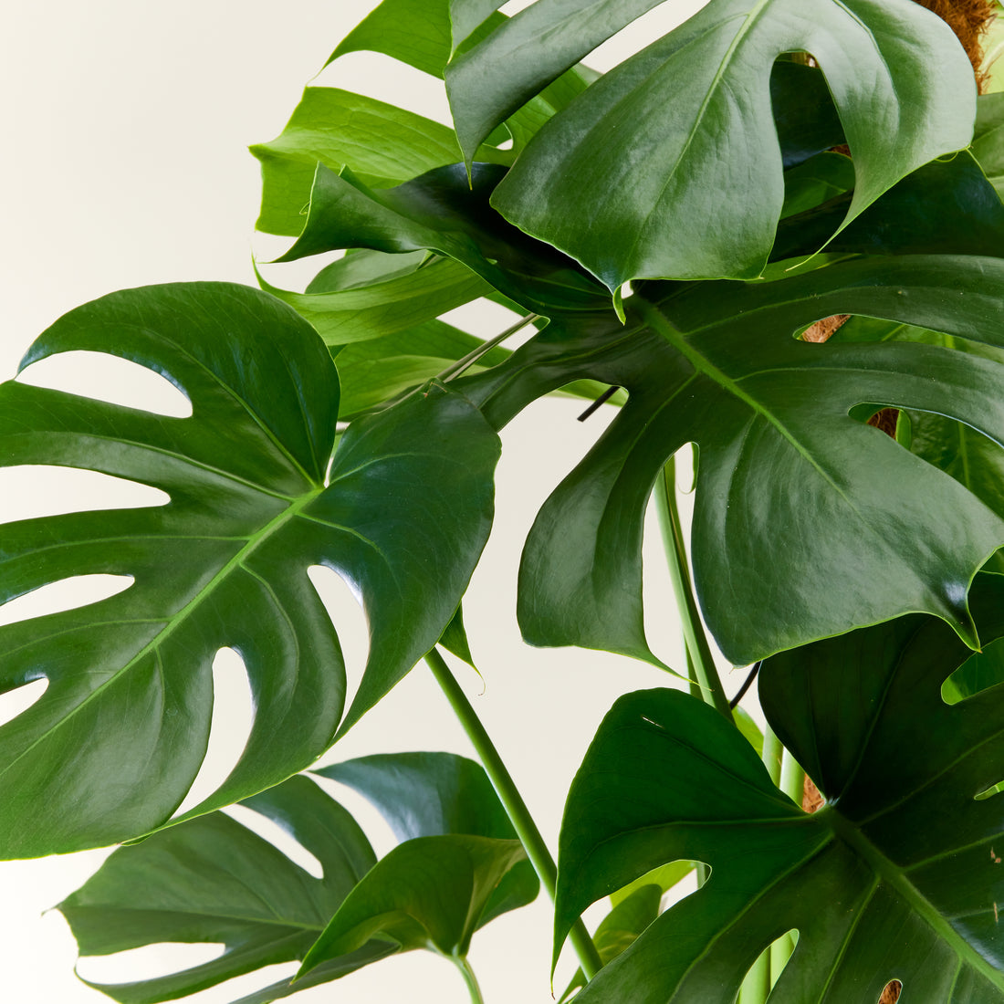 Swiss Cheese Plant