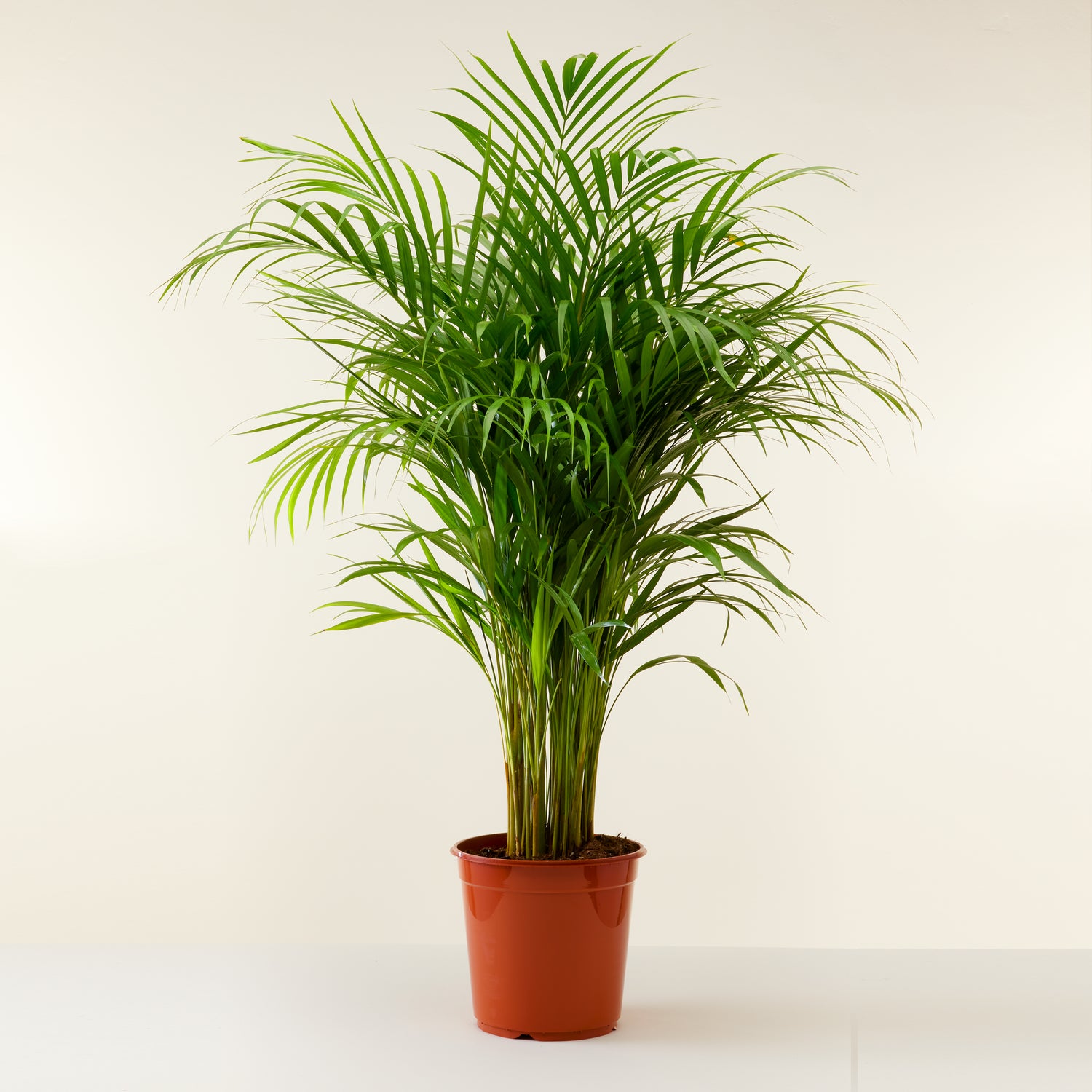 Areca Palm