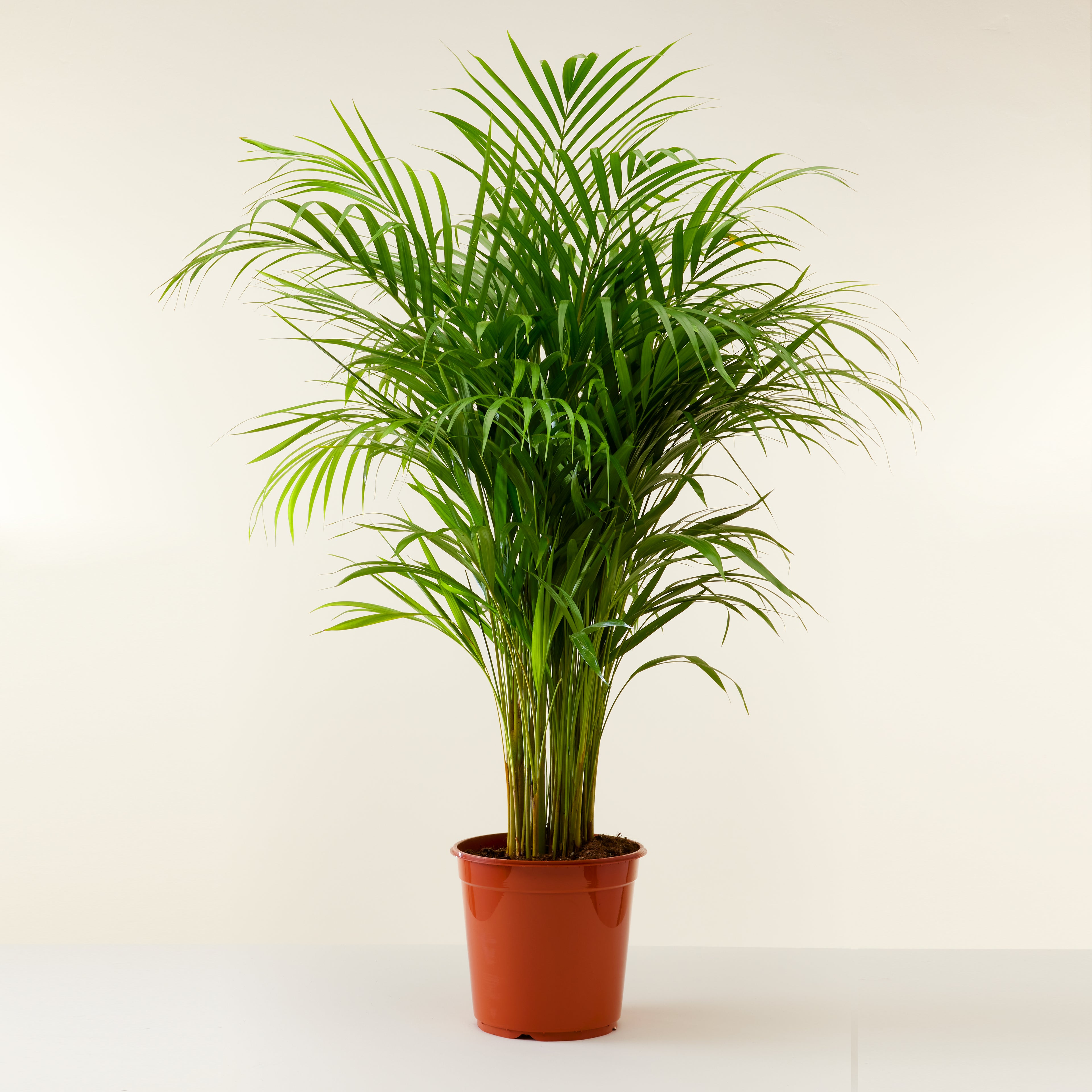 Areca Palm