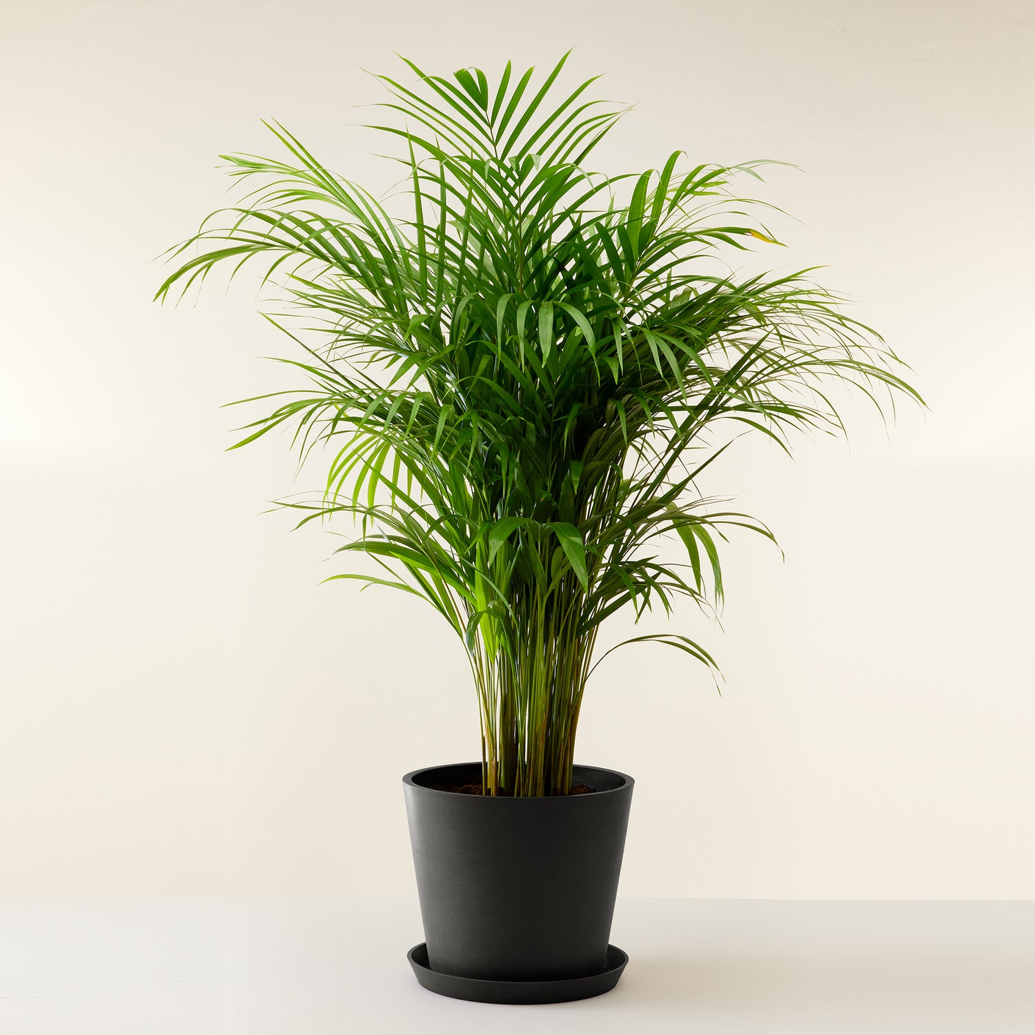 Areca Palm