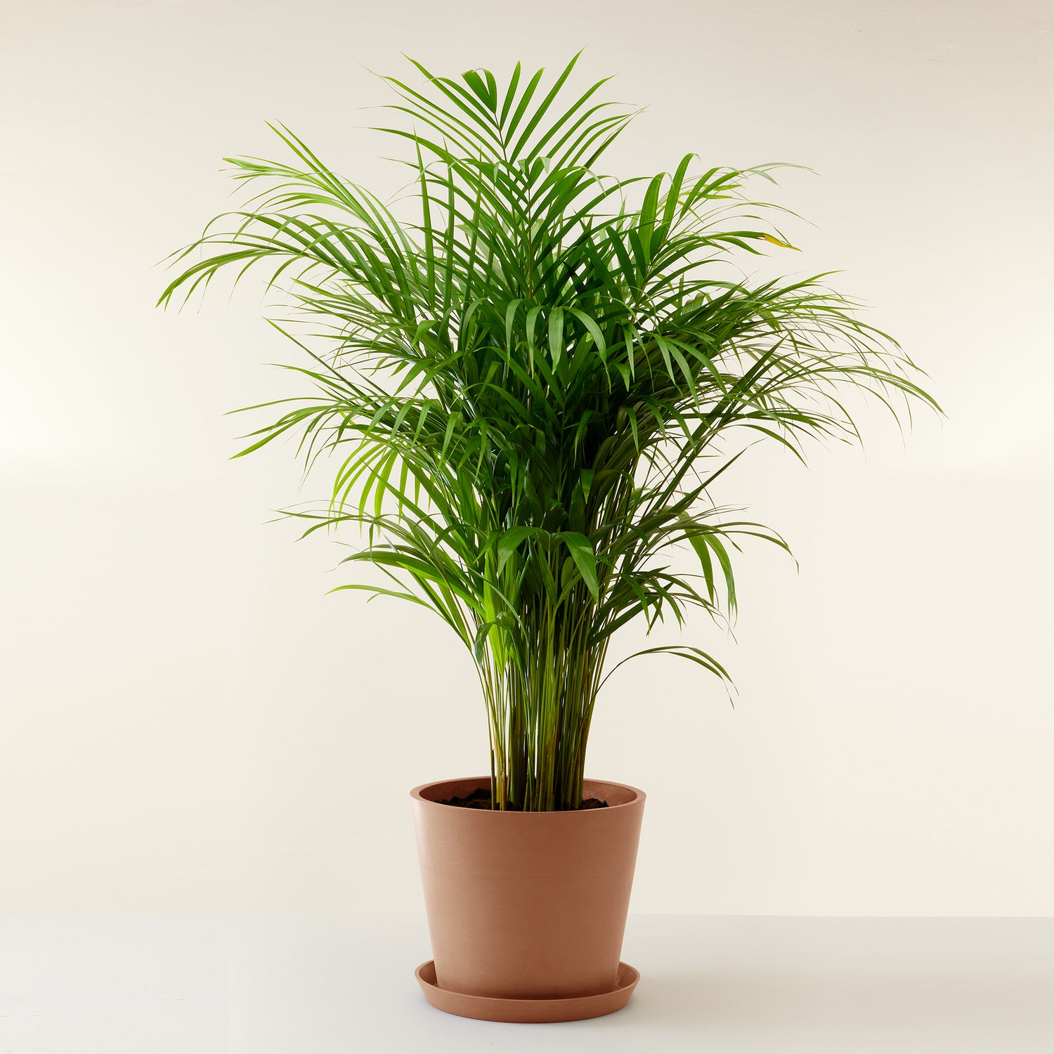 Areca Palm