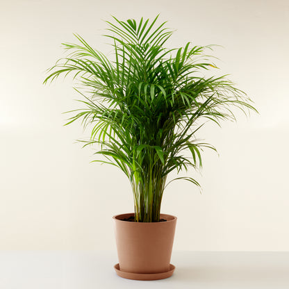 Areca Palm