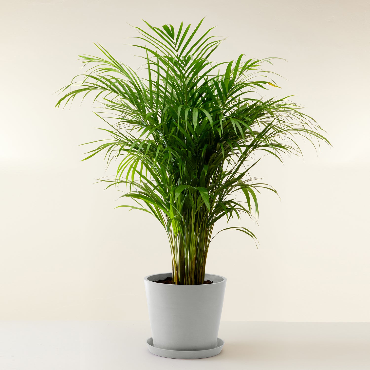 Areca Palm