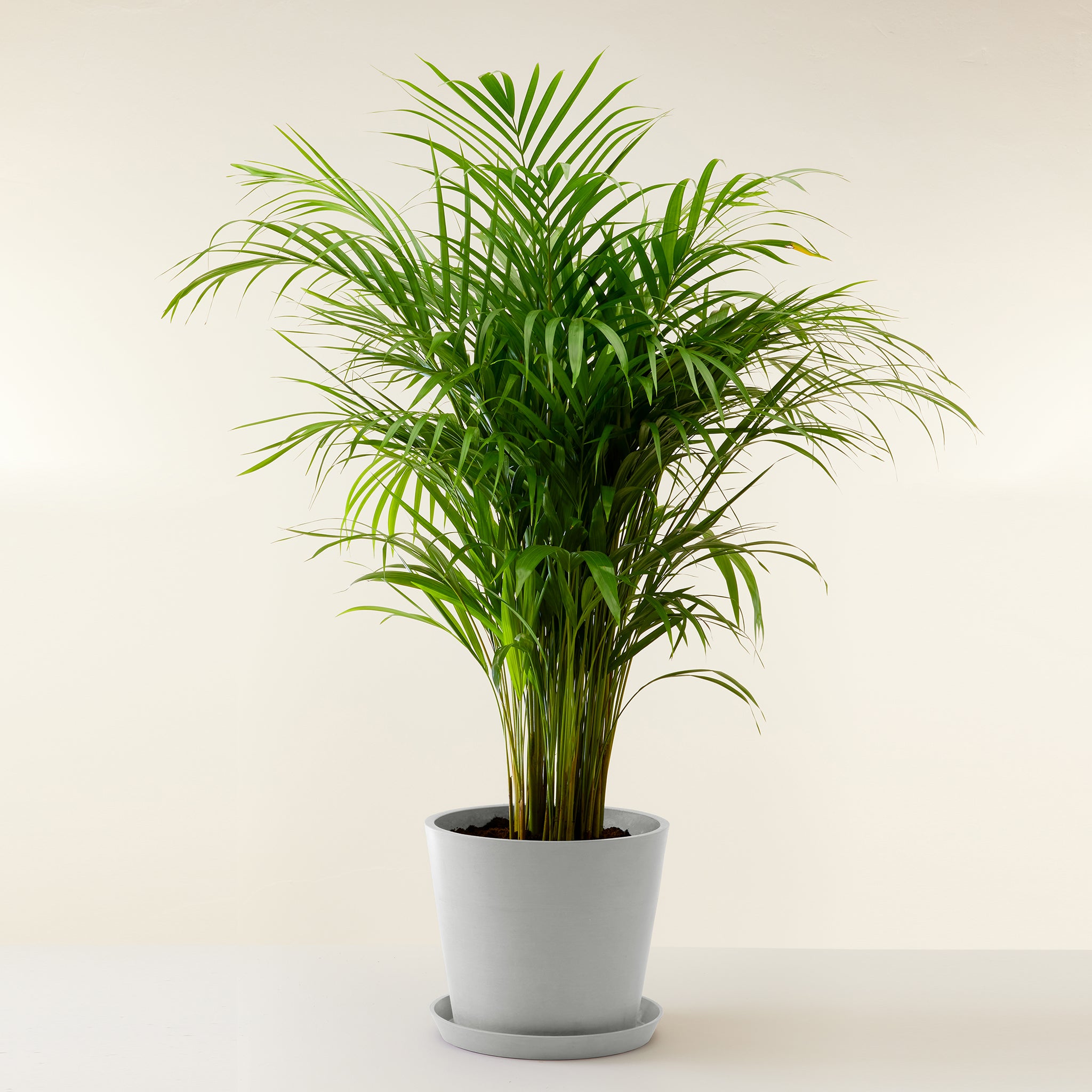 Areca Palm