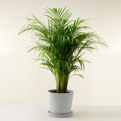 Areca Palm