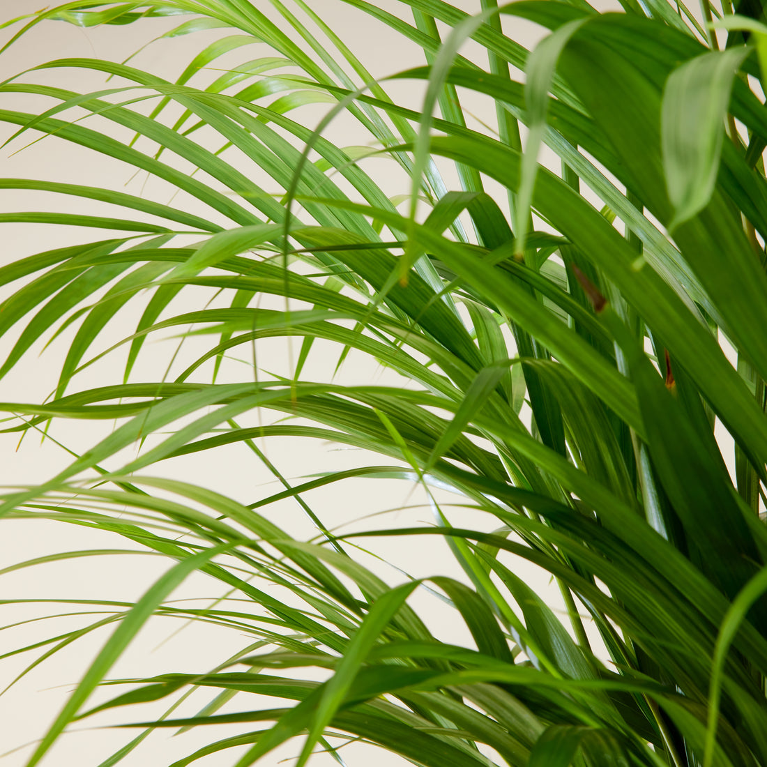 Areca Palm