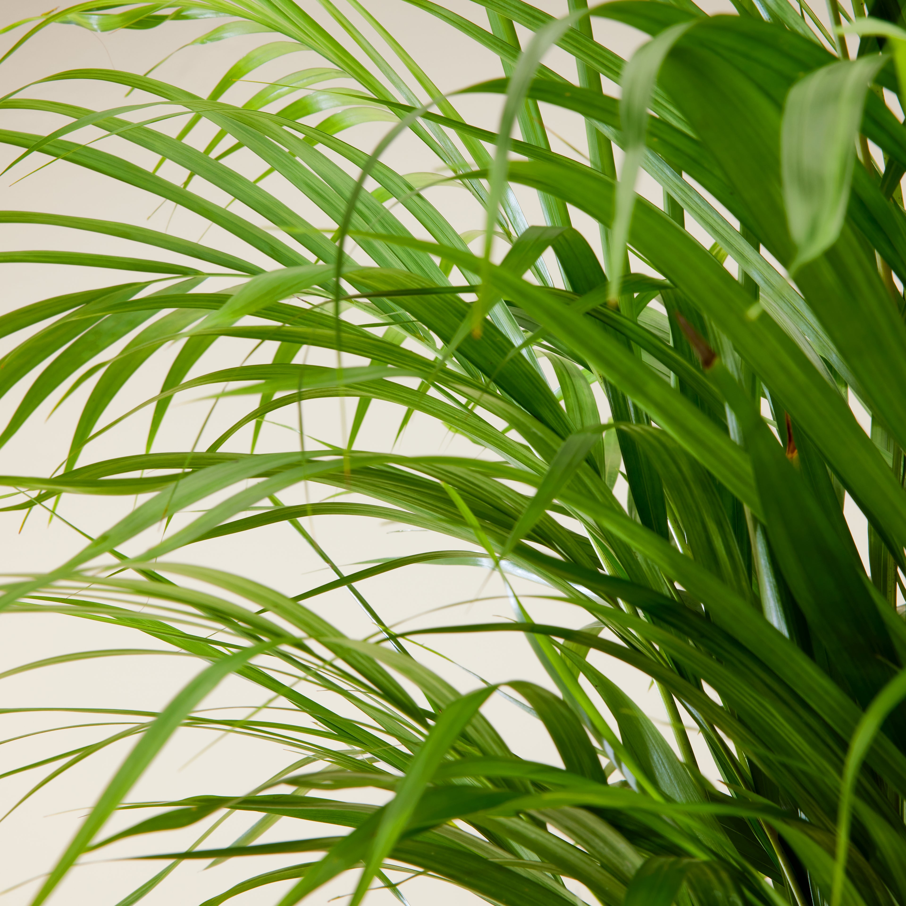 Areca Palm