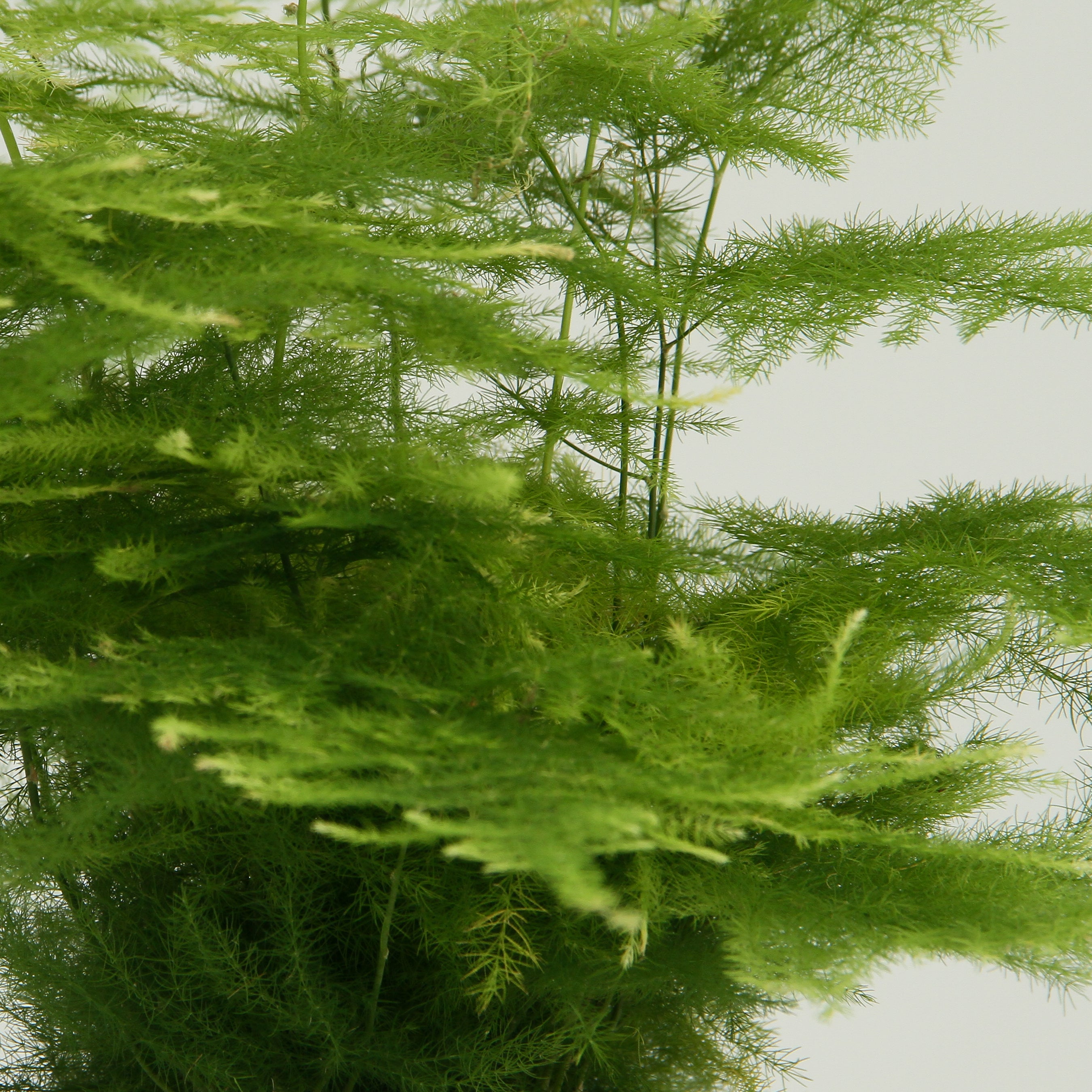 Asparagus Fern