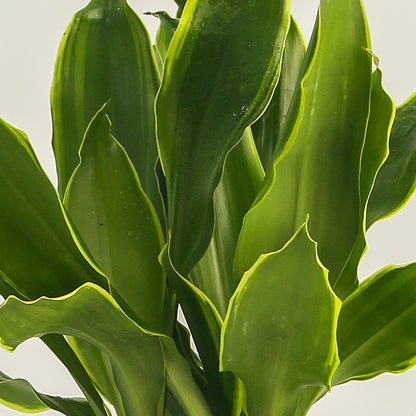 Dracaena Golden Coast