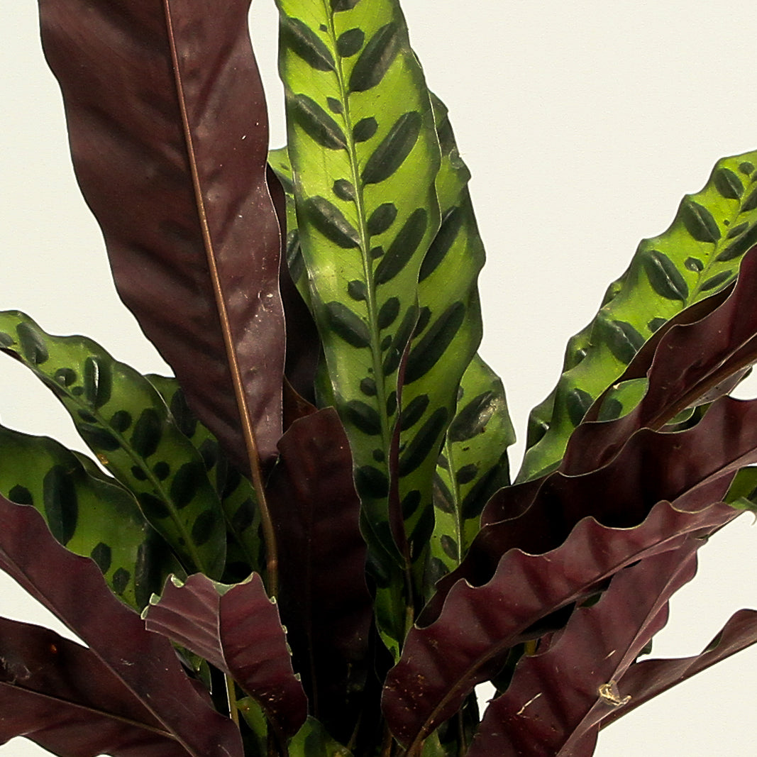 Rattlesnake Plant