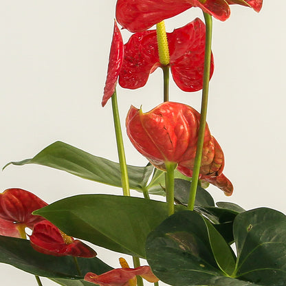 Anthurium Red