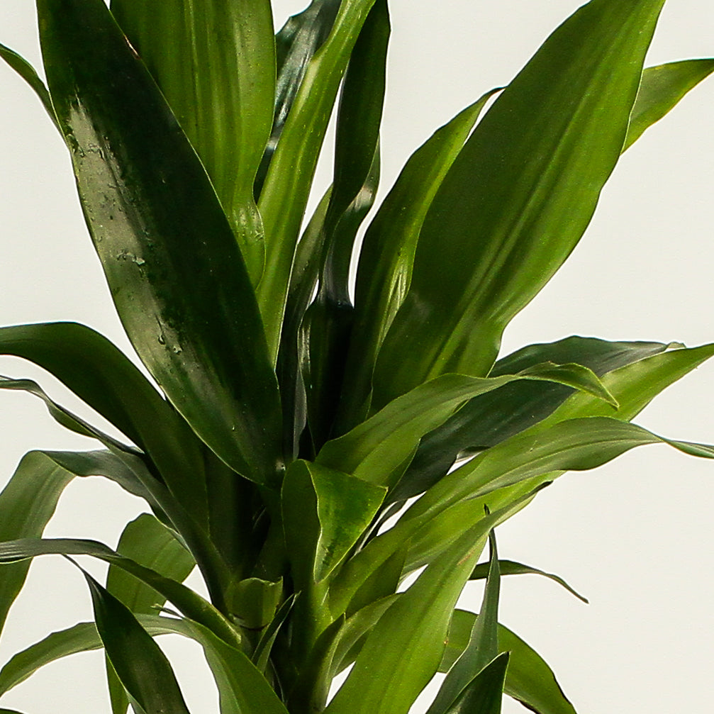 Dracaena Janet Craig