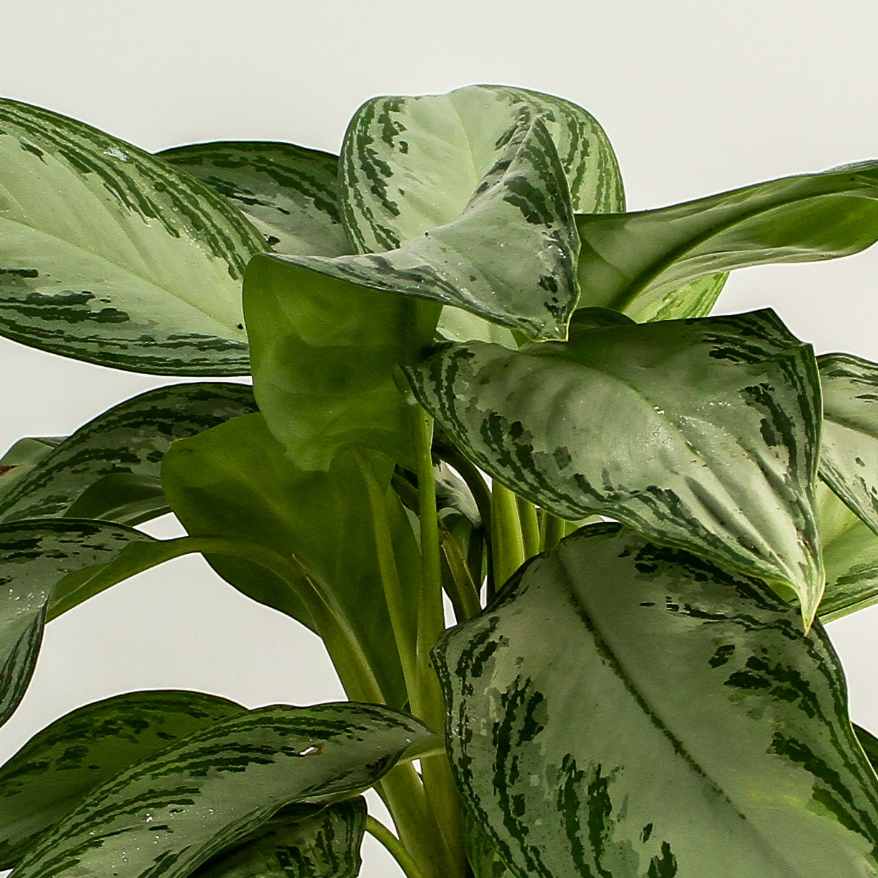 Aglaonema Silver Bay