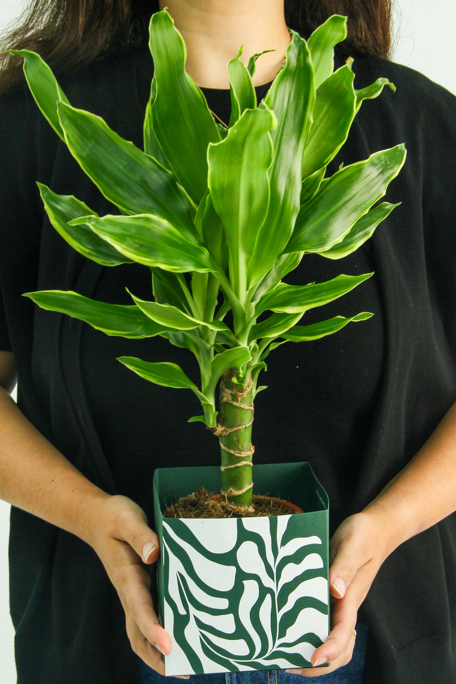 Dracaena Golden Coast