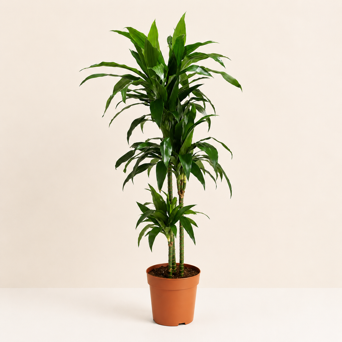 Dracaena Janet Craig