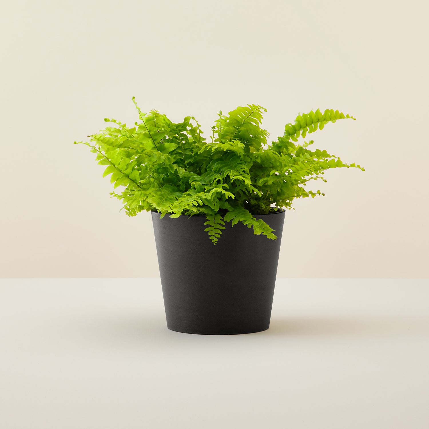 Boston Fern