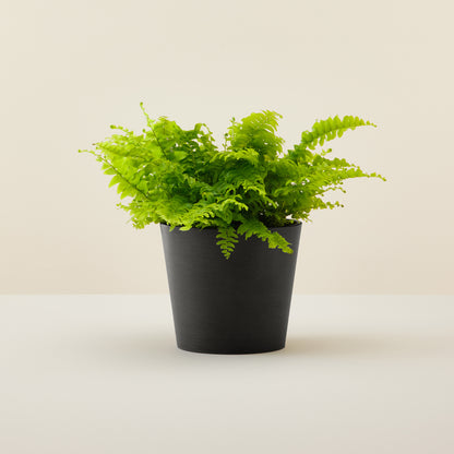Boston Fern