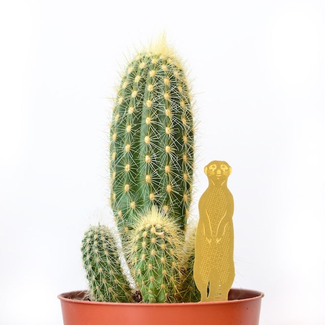 Plant Animals - Meerkat