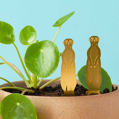 Plant Animals - Meerkat