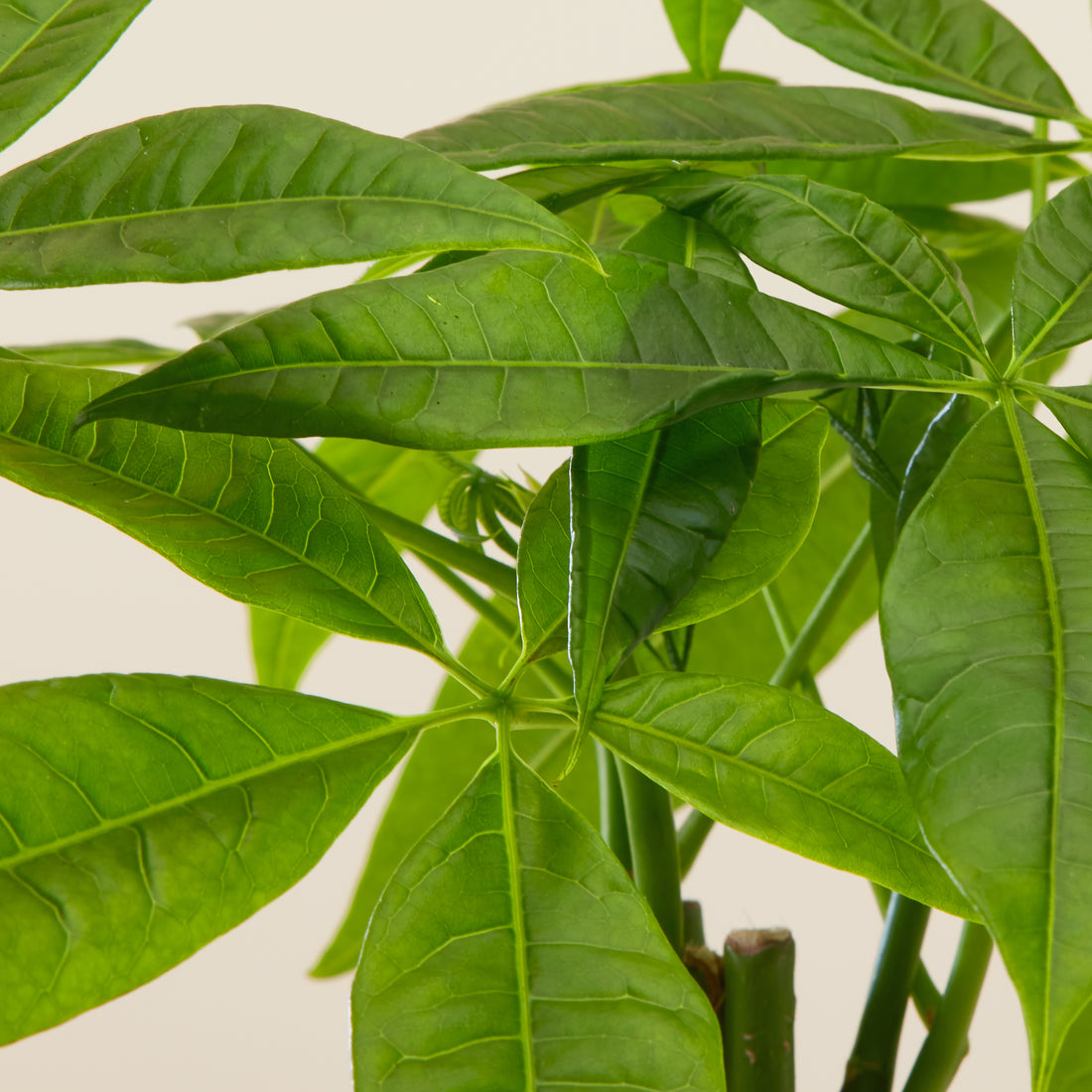 Money Tree