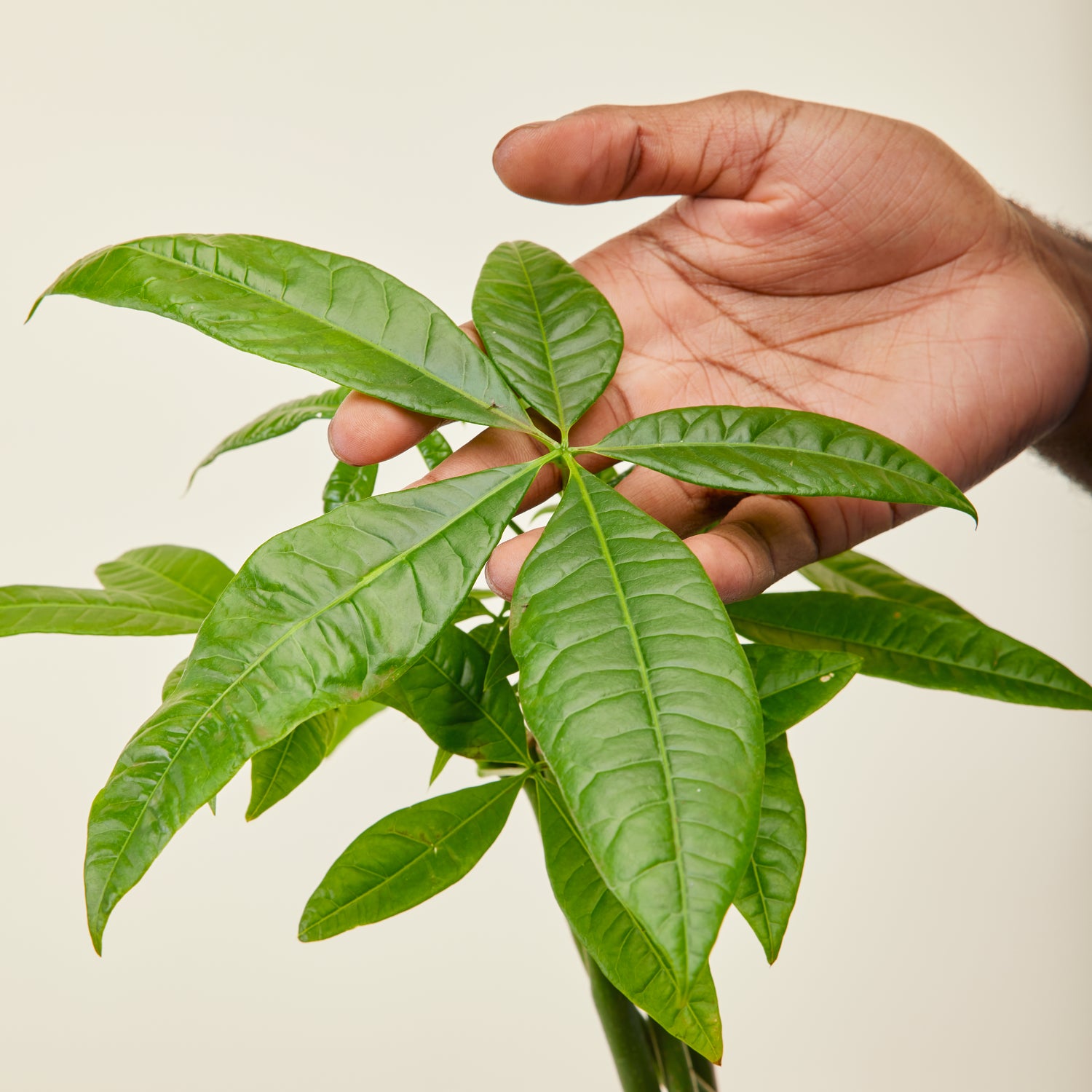 Money Tree