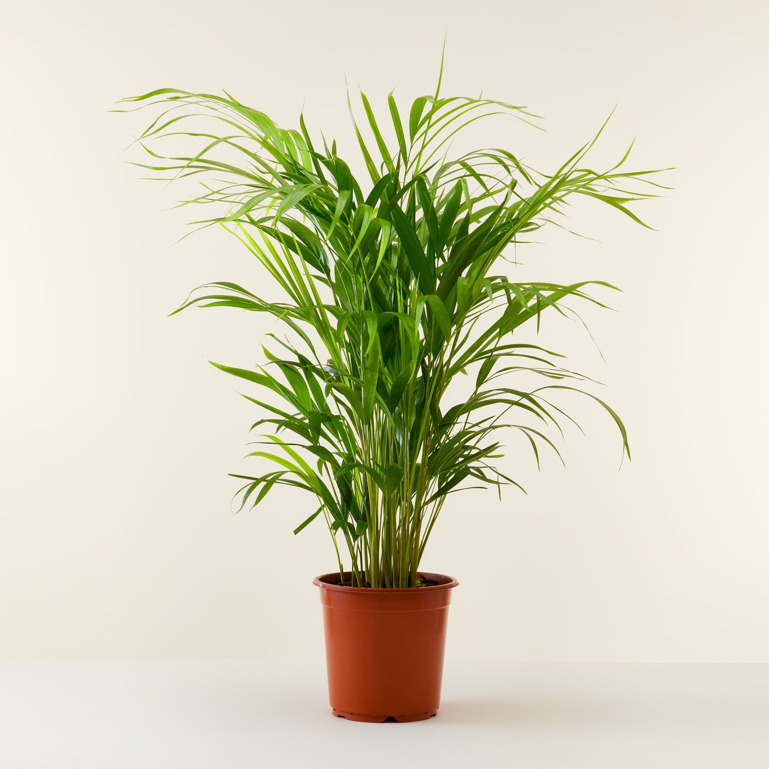 Areca Palm