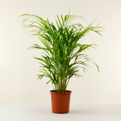 Areca Palm