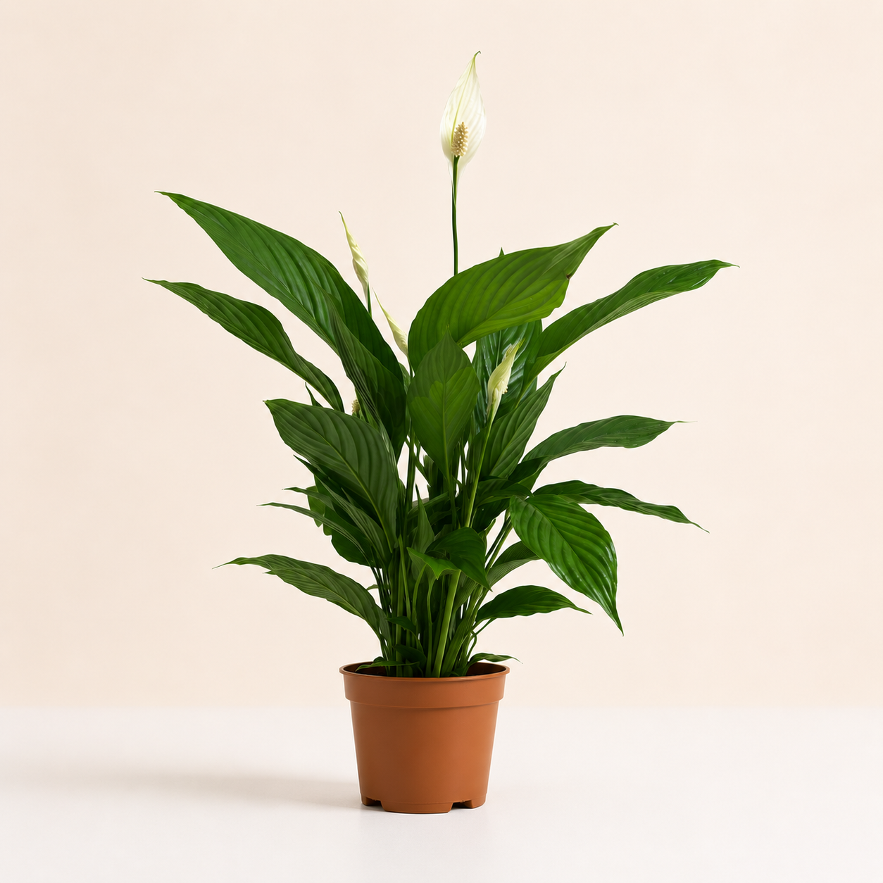 Peace Lily