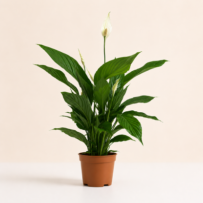 Peace Lily