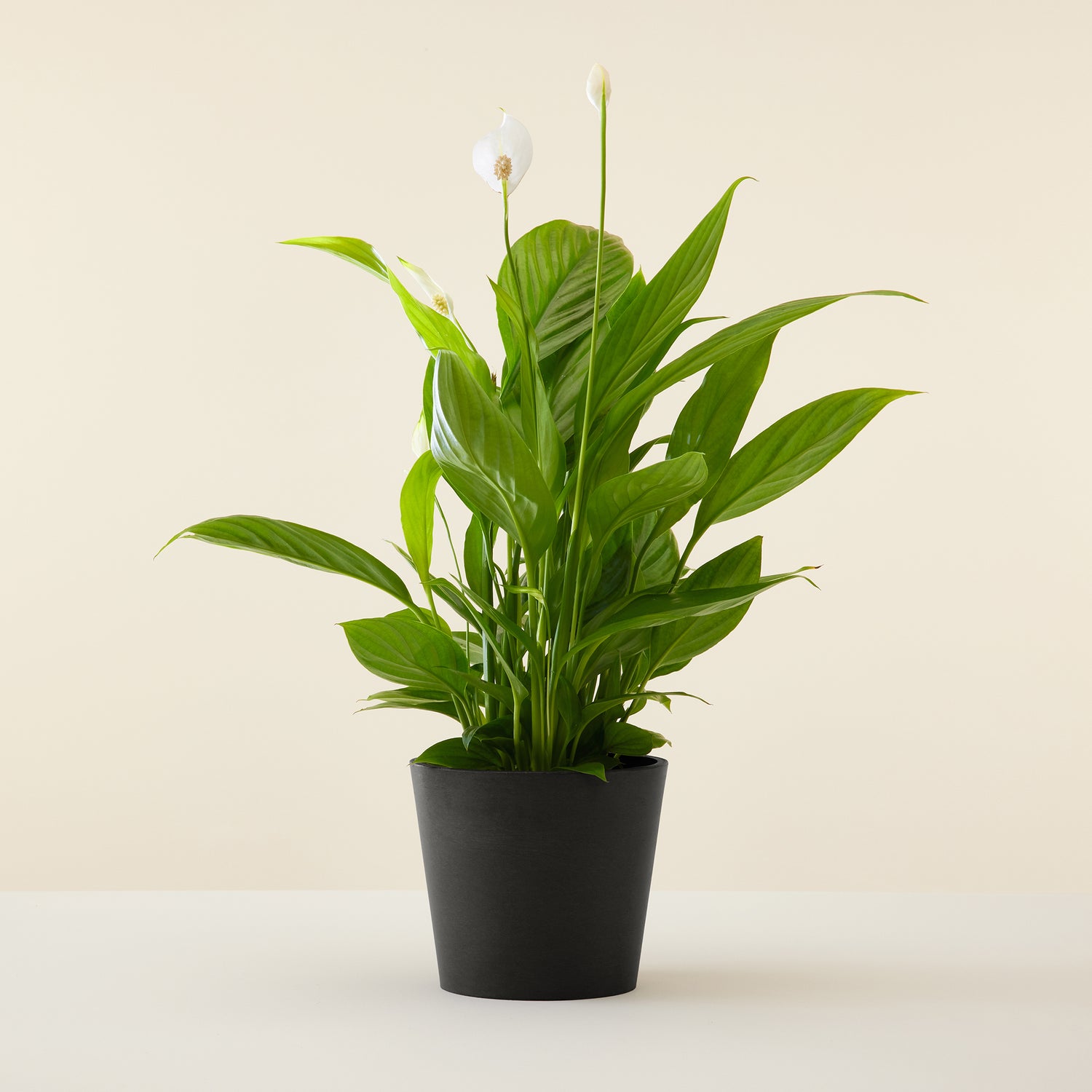 Peace Lily