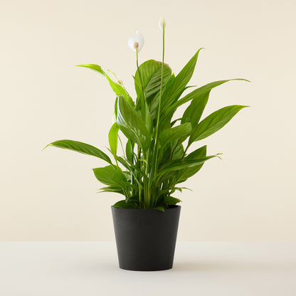 Peace Lily