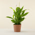 Peace Lily
