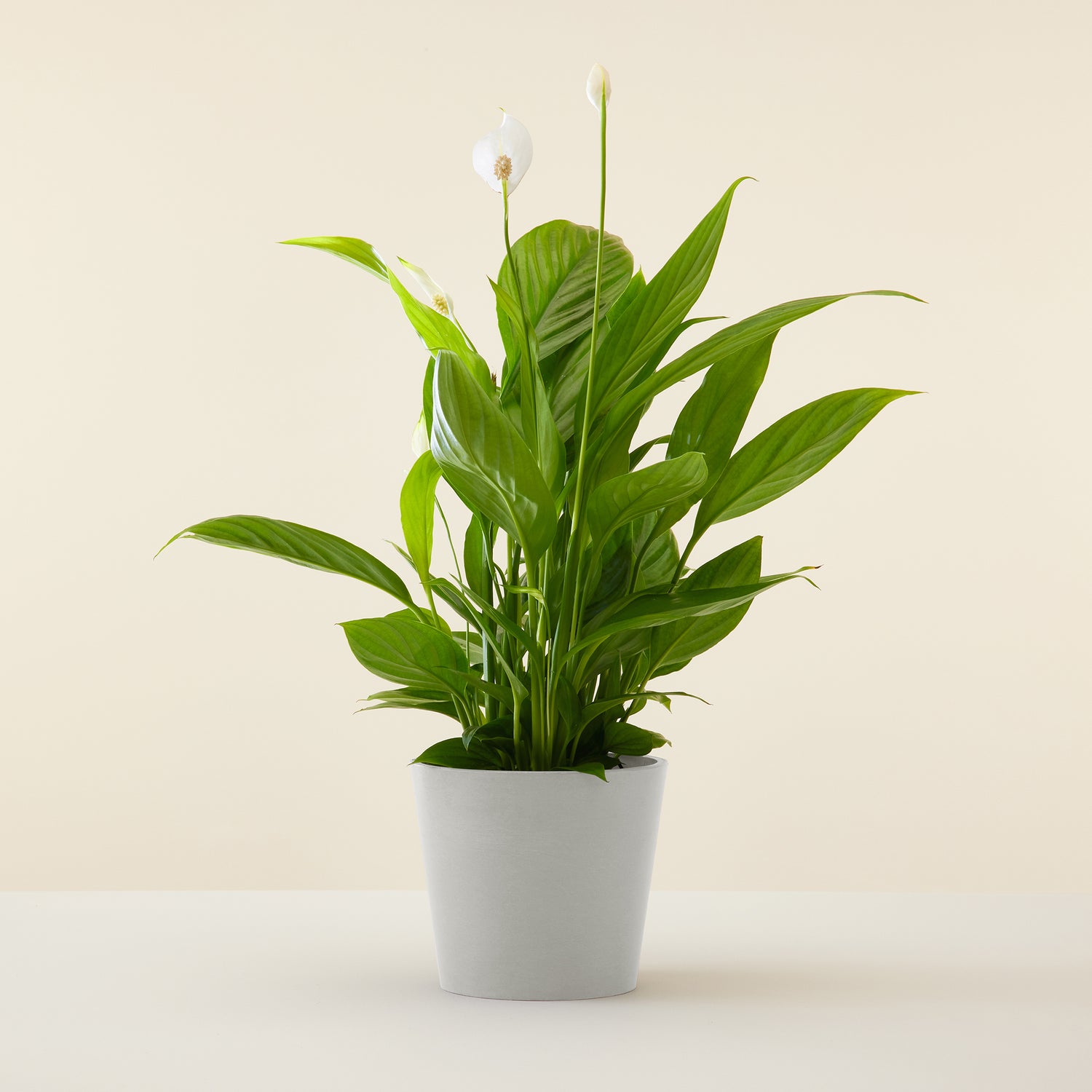 Peace Lily
