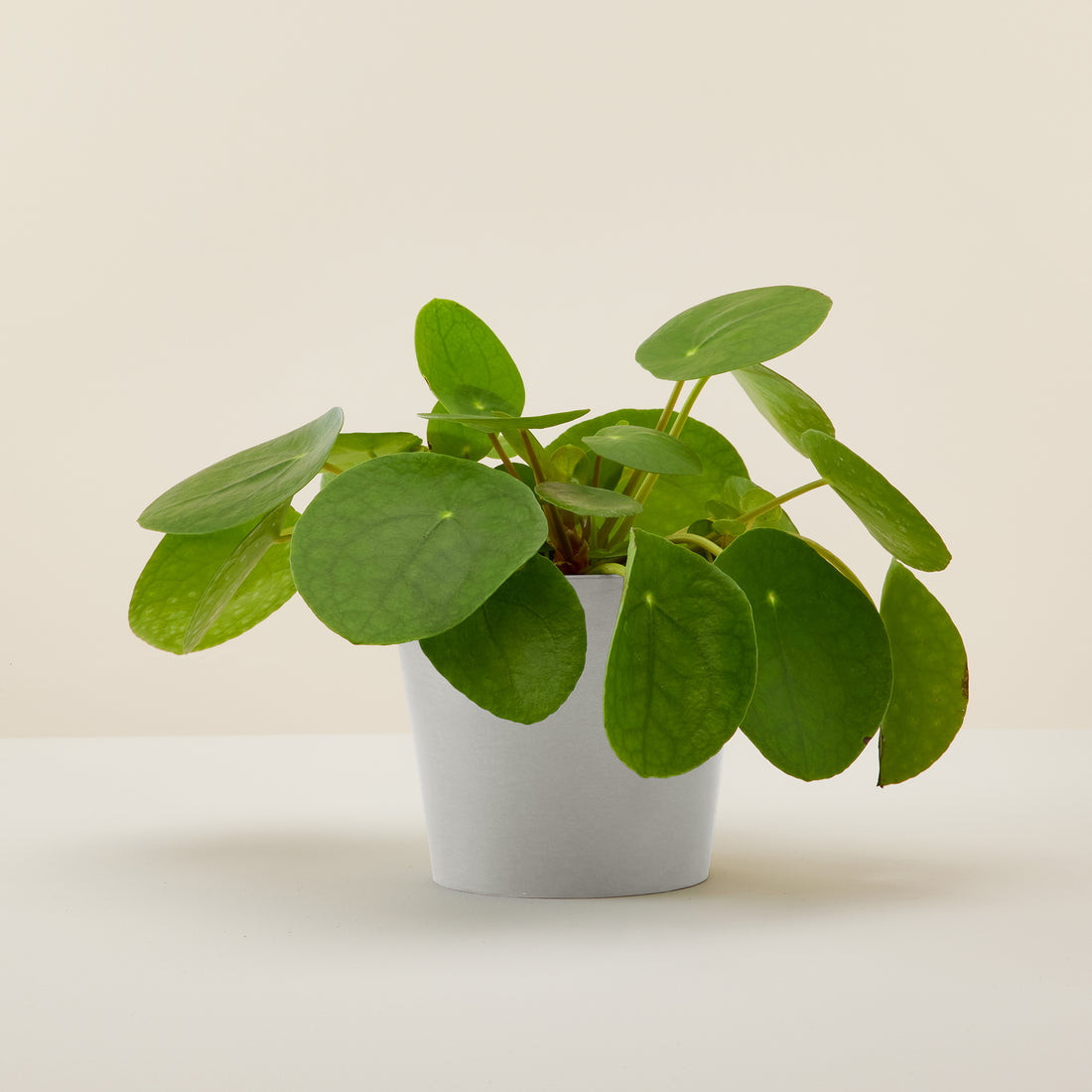 Chinese Money Plant